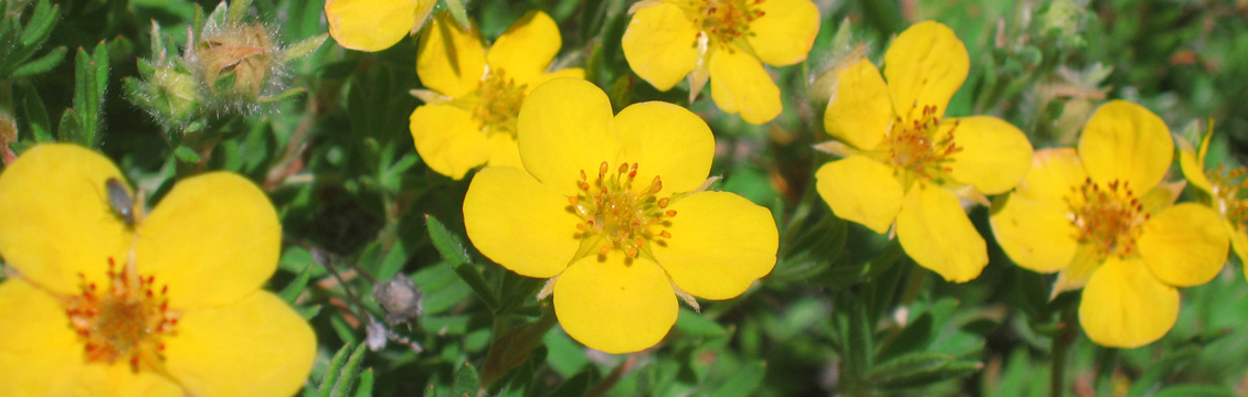 Mongolia flora and fauna