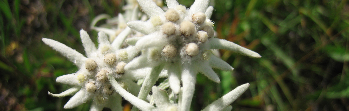 Mongolia flora and fauna