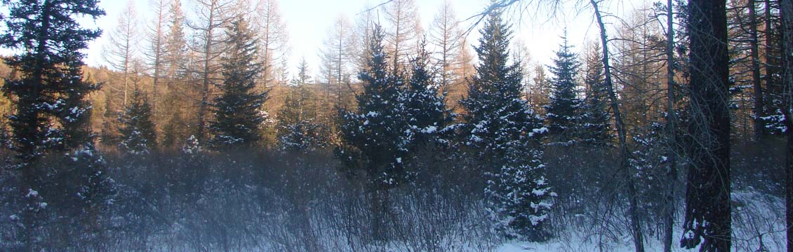 winter forest